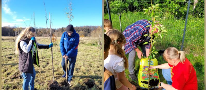 Tysiąc drzew w gminie Dziwnów. „Zielona Gmina” zmienia ulice, skwery i publiczne przestrzenie