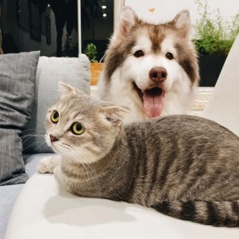 Sejm przyjął ustawę o KROPiK. Psy i koty będą musiały zostać zaczipowane