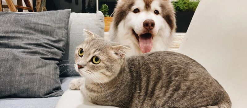 Sejm przyjął ustawę o KROPiK. Psy i koty będą musiały zostać zaczipowane