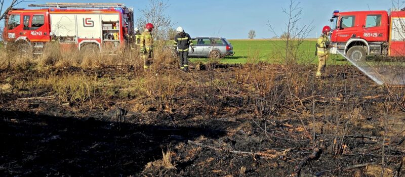 Pożar pola w Grabowie. W akcji pięć zastępów straży Pożar pola w Grabowie. W akcji pięć zastępów straży