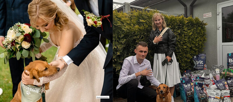 Zamiast kwiatów - karma dla schroniska. Piękny gest Młodej Pary i niezwykła historia Kajtka
