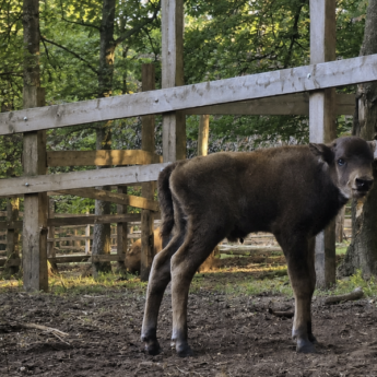 Mały żubr czeka na imię! Woliński Park Narodowy ogłosił konkurs