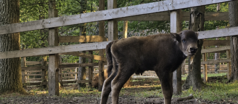 Mały żubr czeka na imię! Woliński Park Narodowy ogłosił konkurs