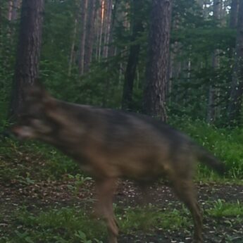 Wilki przejęły leśny trakt! Lasy w powiecie kamieńskim tętnią życiem [FILM]