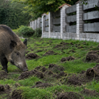 Dziki panoszą się po osiedlach. To już nie tylko problem Kamienia Pomorskiego