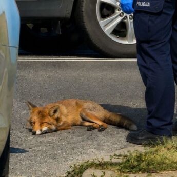 Policjanci nie pozostali obojętni na cierpienie zwierzęcia. Ranny lis trafił pod opiekę weterynarza
