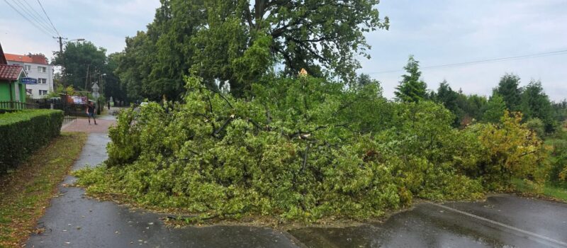 Deszcz i burze dają się we znaki. Powalone drzewa i kolizje