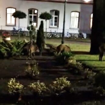Dziki coraz śmielej w centrum Kamienia Pomorskiego. Zwierzęta tuż przy Uzdrowisku „Mieszko”