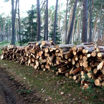 Jak będą wyglądały lasy w okolicy Świerzna? Mieszkańcy mogą zabrać głos [SPOTKANIE]