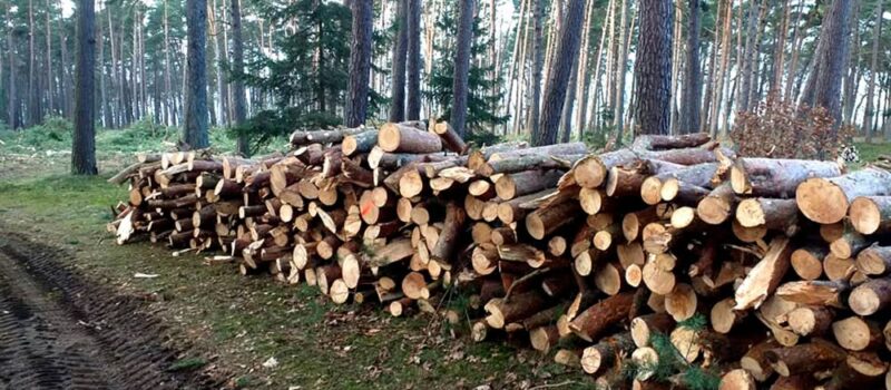 Jak będą wyglądały lasy w okolicy Świerzna? Mieszkańcy mogą zabrać głos [SPOTKANIE]