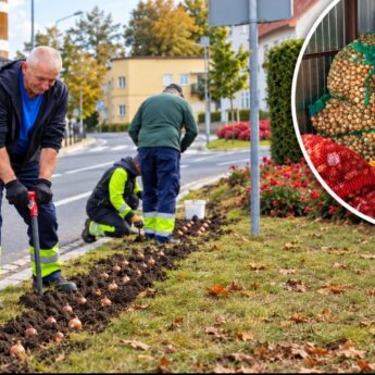 Wiosną Międzyzdroje zamienią się w morze tulipanów! Aż 147 tysięcy kwiatów ozdobi miasto