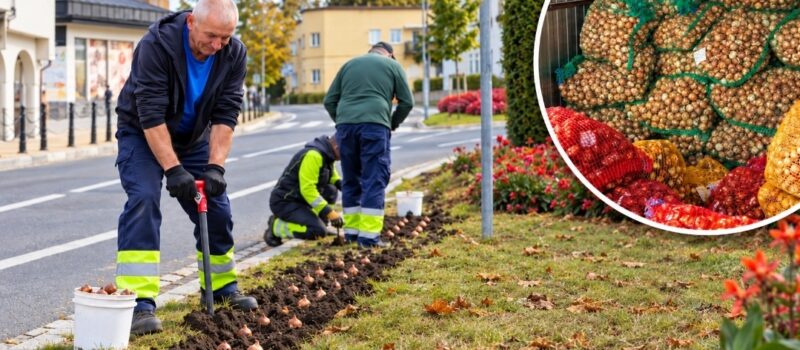Wiosną Międzyzdroje zamienią się w morze tulipanów! Aż 147 tysięcy kwiatów ozdobi miasto