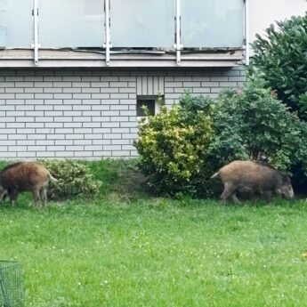 50 dzików do odstrzału! Kamień Pomorski chce rozwiązać narastający problem